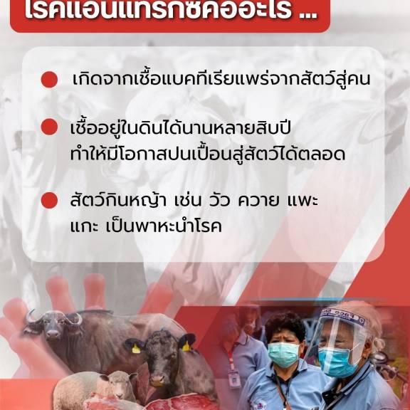 โรคแอนแทรกซ์ คืออะไร